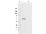 Foxp3 Antibody in Western Blot (WB)