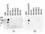 H3K9acS10ph Antibody in Dot Blot (DB)