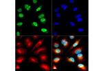 H3K9acS10ph Antibody in Immunocytochemistry (ICC/IF)