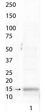 H3K9acS10ph Antibody in Western Blot (WB)