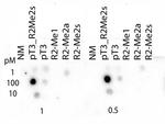 H3R2me2sT3ph Antibody in Dot Blot (DB)