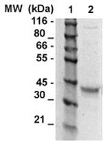 Osteopontin (SPP1) Antibody in Western Blot (WB)