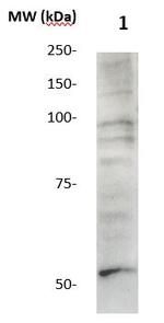 MMP-28 Antibody in Western Blot (WB)