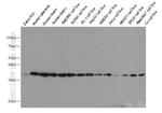 GAPDH Antibody in Western Blot (WB)