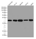 GAPDH Antibody in Western Blot (WB)