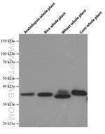 GAPDH Antibody in Western Blot (WB)