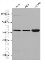 KMO Antibody in Western Blot (WB)