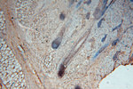 KMO Antibody in Immunohistochemistry (Paraffin) (IHC (P))