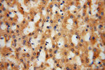 KMO Antibody in Immunohistochemistry (Paraffin) (IHC (P))