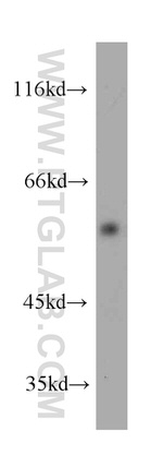 KMO Antibody in Western Blot (WB)