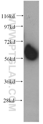 KMO Antibody in Western Blot (WB)