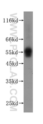 KMO Antibody in Western Blot (WB)