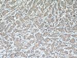 STOML2 Antibody in Immunohistochemistry (Paraffin) (IHC (P))