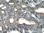 STOML2 Antibody in Immunohistochemistry (Paraffin) (IHC (P))