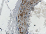 MGP Antibody in Immunohistochemistry (Paraffin) (IHC (P))