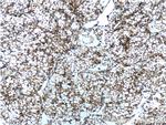 SEPT2 Antibody in Immunohistochemistry (Paraffin) (IHC (P))