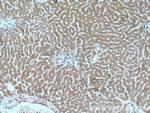 Prohibitin Antibody in Immunohistochemistry (Paraffin) (IHC (P))