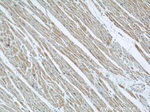 Prohibitin Antibody in Immunohistochemistry (Paraffin) (IHC (P))