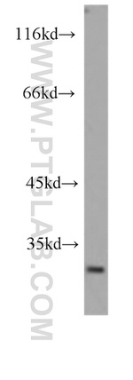 Prohibitin Antibody in Western Blot (WB)