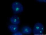 B23/NPM1 Antibody in Immunocytochemistry (ICC/IF)