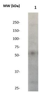 SOX-17 Antibody in Western Blot (WB)