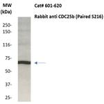 CDC25b Antibody in Western Blot (WB)