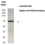 PCSK9 Antibody in Western Blot (WB)