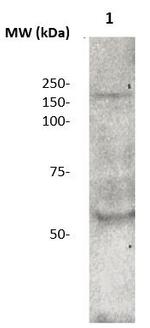 CD136 (RON) Antibody in Western Blot (WB)