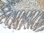 Neudesin/NENF Antibody in Immunohistochemistry (Paraffin) (IHC (P))