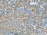 Neudesin/NENF Antibody in Immunohistochemistry (Paraffin) (IHC (P))