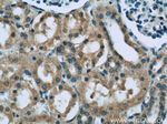 Neudesin/NENF Antibody in Immunohistochemistry (Paraffin) (IHC (P))