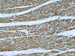 Neudesin/NENF Antibody in Immunohistochemistry (Paraffin) (IHC (P))