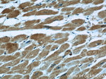 Neudesin/NENF Antibody in Immunohistochemistry (Paraffin) (IHC (P))