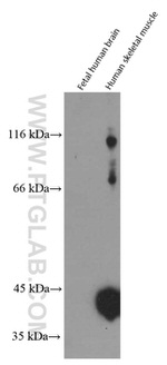 CKM Antibody in Western Blot (WB)