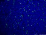 CD34 Antibody in Immunohistochemistry (PFA fixed) (IHC (PFA))