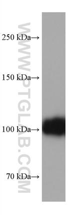 CD34 Antibody in Western Blot (WB)