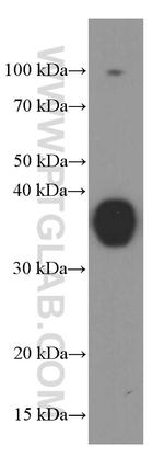 Synaptophysin Antibody in Western Blot (WB)