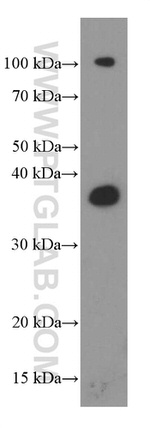 Synaptophysin Antibody in Western Blot (WB)