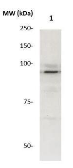 STAT5 Antibody in Western Blot (WB)