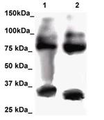 FOXP2 Antibody in Western Blot (WB)