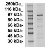 HIF, alpha Antibody in Western Blot (WB)