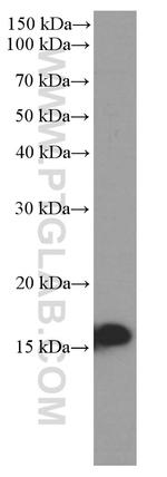 UBC9 Antibody in Western Blot (WB)