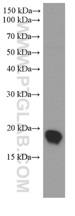 UBC9 Antibody in Western Blot (WB)