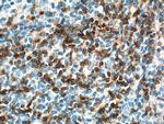 CD7 Antibody in Immunohistochemistry (Paraffin) (IHC (P))