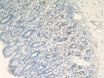 FUT9 Antibody in Immunohistochemistry (Paraffin) (IHC (P))