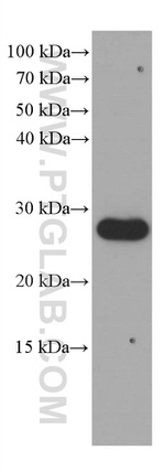 CD9 Antibody in Western Blot (WB)