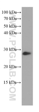 CD9 Antibody in Western Blot (WB)