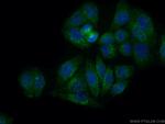 Gamma cystathionase Antibody in Immunocytochemistry (ICC/IF)