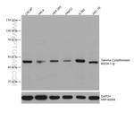 Gamma cystathionase Antibody in Western Blot (WB)