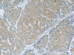 Gamma cystathionase Antibody in Immunohistochemistry (Paraffin) (IHC (P))